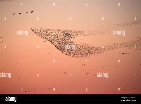 Dongying Yellow River National Wetland Park Een Verborgen Juweel Voor Vogelleliefhebbers!