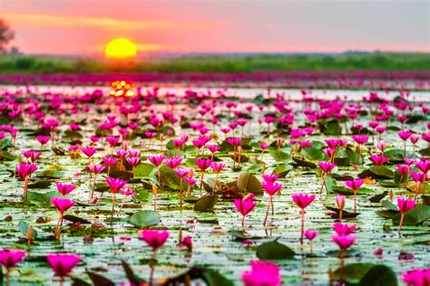 Het Lotusmeer van Loudi: Een Bloeiend Paradijs Vol Mythische Legendes!